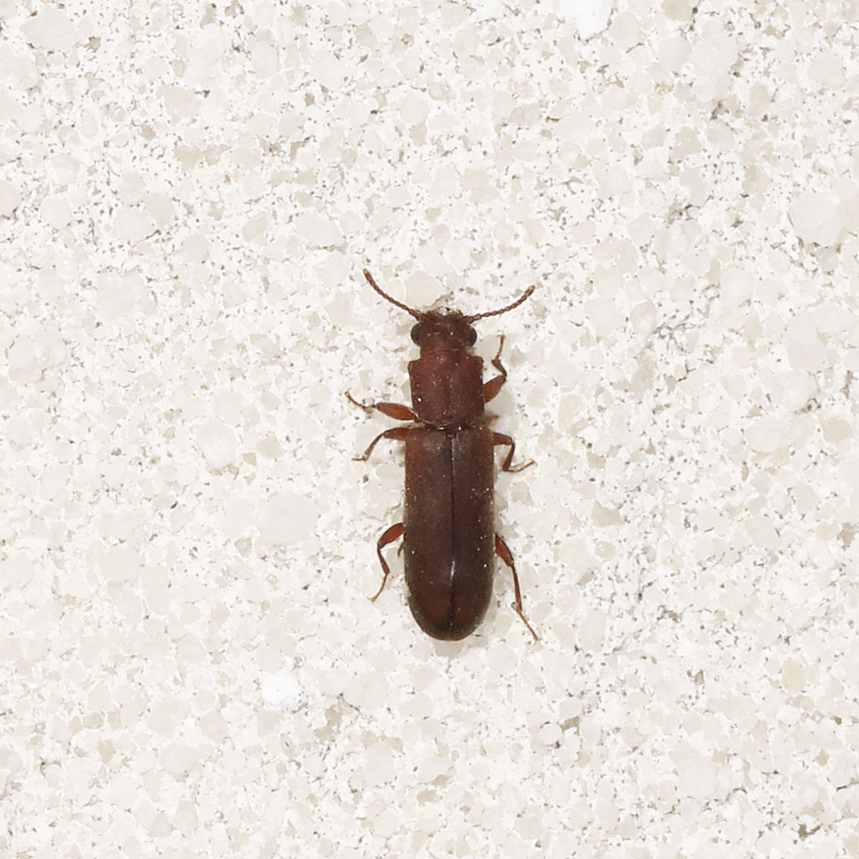 Bostrichidae: Trogoxylon impressum